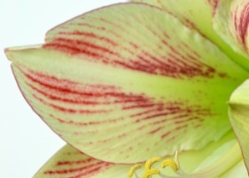 hippeastrum Ambiance (4)